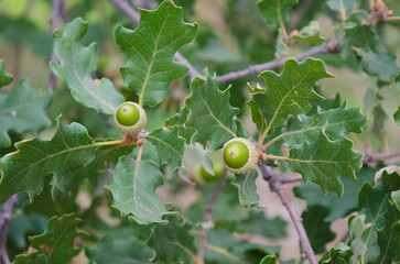 Acorns and foliage of downy oak, Quercus pubescens