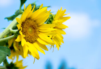 Two sunflowers against blue sky