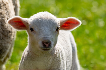 Easter lamb portrait (Ovis gmelini aries). Cute white baby sheep with translucent fluffy ears on a meadow in springtime. New born member of a big flock of sheep in Sauerland Germany on a sunny day.