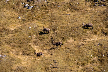 Group of mountain goats on an alpine meadow in the Hochschwab region in Styria, Austria. Alps in Europe. Wildlife and wilderness. Natural habitat of wild animals. Valley, soft hills. Concept freedom