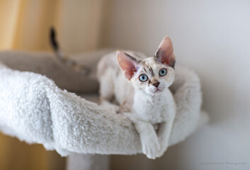 little Devon Rex kitten lies on a couch