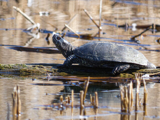 turtle basking in the sun on a lake close up