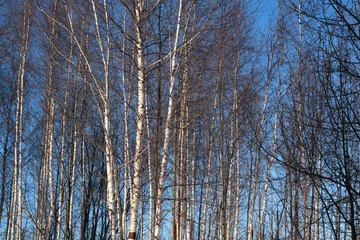 Foto auf Leinwand A winter birch forest and blue sky. Birch trees in bright sunshine. The forest with many birch-trees in a row © Вячеслав