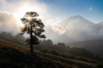 Ocaso de Otoño en la Araucania Andina. Araucaria Milenaria y volcan Lonquimay