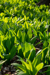 Wild garlic (Allium ursinum) green leaves in the forest. The plant is also known as ramsons, buckrams, broad-leaved garlic, wood garlic, bear leek or bear's garlic.