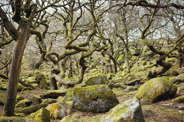 Rocky Padley Gorge in the Peak District, Derbyshire, UK