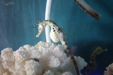 sea horse