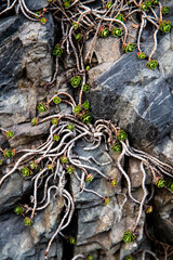 roots of a tree on the rocks