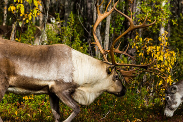 Reindeers in Autumn in Lapland, Northern Finland. Europe