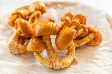 巨大なめこ　鳥海なめこ