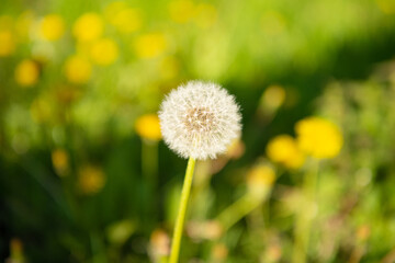 dandelion blowball flower on natural background. macro. natural beauty. selective focus