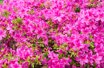 Blooming azalea flowering shrub with pink bloom flower background