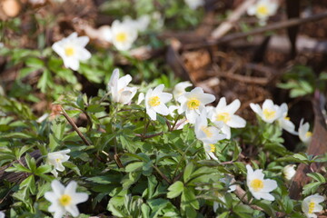 wiosenny zawilec © Klaudia