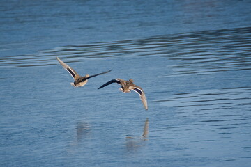 ptasie wędrówki © Klaudia