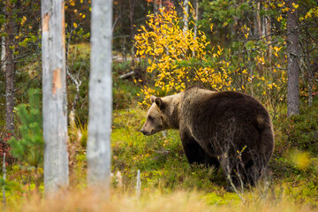 Brown bear in Kuusamo, Lapland, Finland