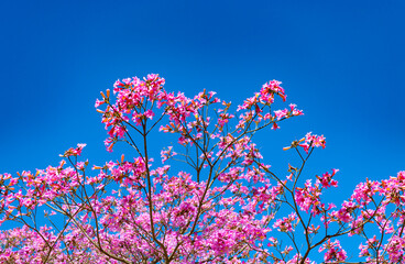 pink sakura tree on sunny blue sky in spring