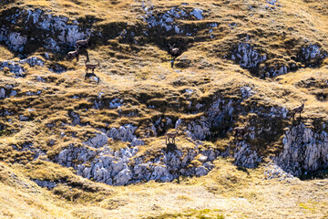 Group of mountain goats on an alpine meadow in the Hochschwab region in Styria, Austria. Alps in Europe. Wildlife and wilderness. Natural habitat of wild animals. Valley, soft hills. Concept freedom