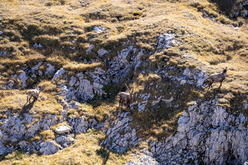Group of mountain goats on an alpine meadow in the Hochschwab region in Styria, Austria. Alps in Europe. Wildlife and wilderness. Natural habitat of wild animals. Valley, soft hills. Concept freedom