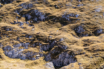 Group of mountain goats on an alpine meadow in the Hochschwab region in Styria, Austria. Alps in Europe. Wildlife and wilderness. Natural habitat of wild animals. Valley, soft hills. Concept freedom