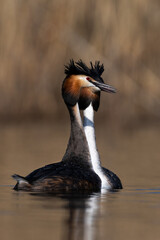 Great crested grebe birds Podiceps cristatus mating ritual in wetland natural habitat