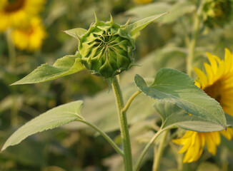 Green sunflower bud with leaves close-up photo. Yellow flower bud with green leaves sunshine and with a natural background. Beautiful sunflower bud on a sunny day. Sunflower blooming on a sunny day.