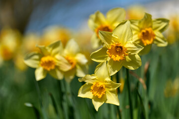 Golden spring daffodils shot in landscape with a beautiful blue sky bokeh focus
