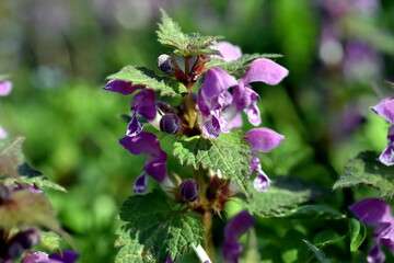 Blüten und Blätter einer Schwarznessel