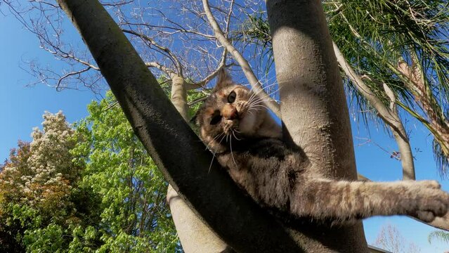 angry cat in tree swinging paws