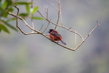 Beautiful photo of a red tropical bird, with a black head, sitting on a tree branch