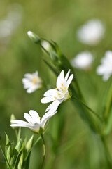 White yellow forest flower macro shot blurred background.