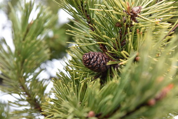 Green fir branch with cone. Pine cone closeup