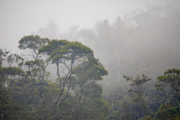 Obraz na płótnie Canvas Beautiful photo of the mountain landscape of the tropical jungle, in the fog, Colombia