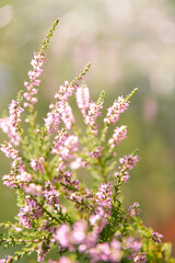 Floral background made of blossoming Heather flowers common known as Callluna Vulgarus with bokeh effect.
