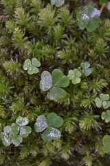 Clovers on moss with droplets.