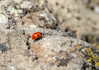 Ladybug on the stone. Karadag nature reserve. Crimea