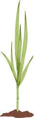 Sugar Cane Seedling Hand Drawn Illustration