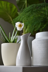 Minimalistic light background with a ceramic vases with the plant and blurred foliage.