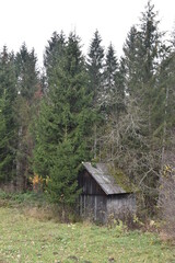 Shot of a small abandoned neglected wooden cabin in a green pine forest. Shack in woods.