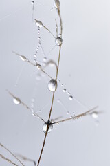 Macro shot of Dew drops on dry field grass.