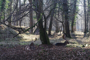 Deers in the forest in Germany	