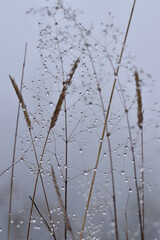 Dew drops on dry field grass. Raindrops on dry grass.
Shiny sliver water drops on a dried up plant. After rain on a cold, grey and foggy autumn morning