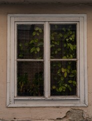 old white window and leaves
