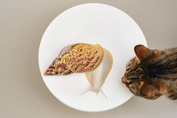 Big white Snail out of shell on a white background and cat. Shallow depth of field. 