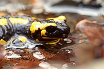 Im Bach sitzender Feuersalamander (Salamandra salamandra)