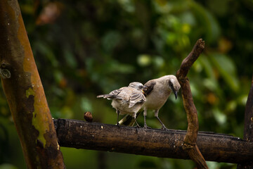 Interesting photo of two exotic white torpid birds with black beaks and black mask sitting on a branch