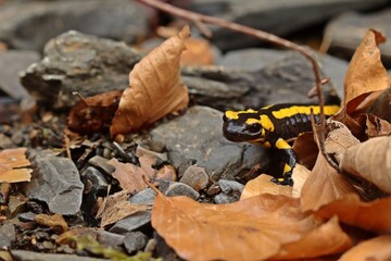 Am Bach sitzender Feuersalamander (Salamandra salamandra)