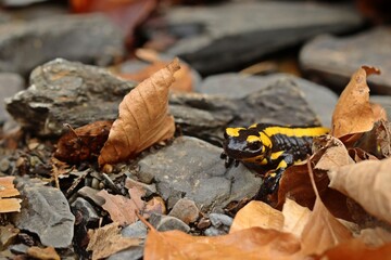 Am Bach sitzender Feuersalamander (Salamandra salamandra)
