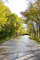 Wet road after the rain with trees