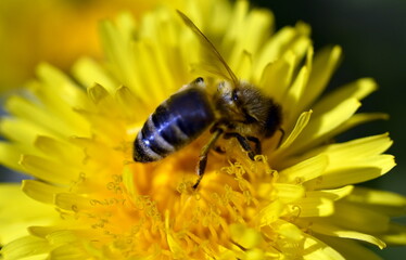 Biene auf einer Löwenzahnblüte