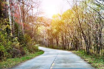 Obraz premium Wet road after the rain with trees